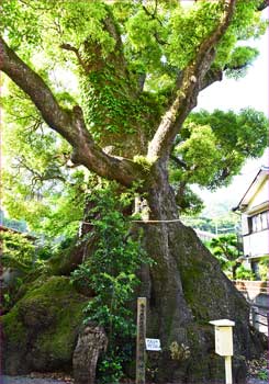 明神の大楠