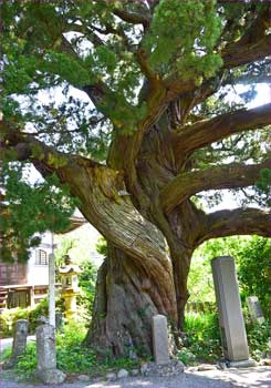 城願寺のビャクシン