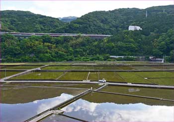 谷峨の田んぼ