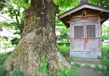 老木に祠