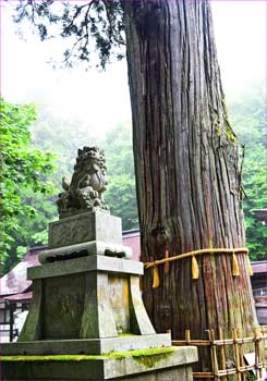 狛犬と杉