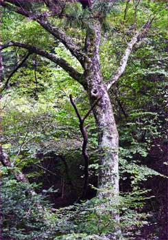 土沢の高木