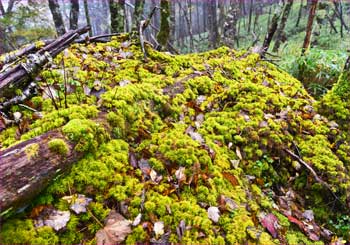 苔むす岩