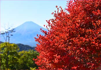 紅葉と富士