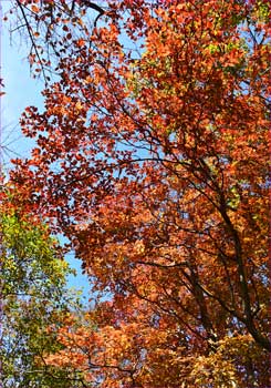 紅葉真っ盛り