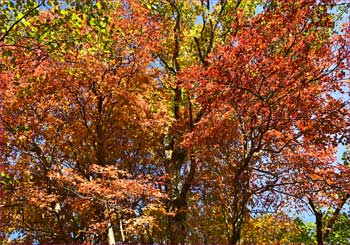 紅葉真っ盛り