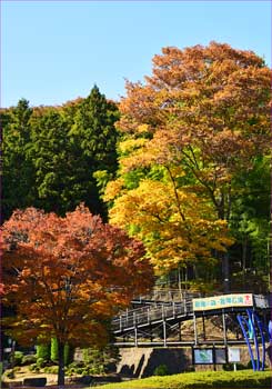 公園の秋