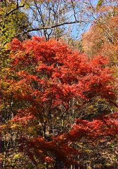 紅葉