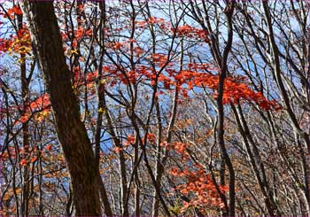 紅葉なごり