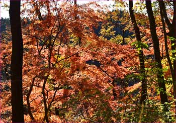 紅葉真っ盛り