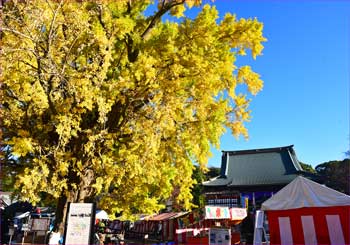 遊行寺大銀杏黄葉