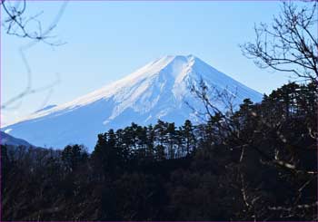 木立明けて富士が