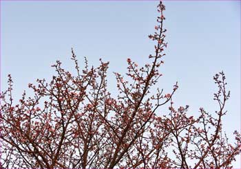 河津桜