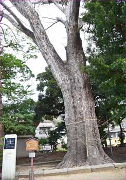 大銀杏