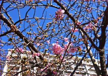 河津桜