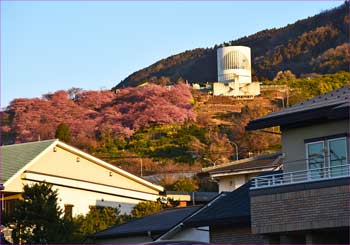 河津桜会場