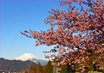 河津桜と富士