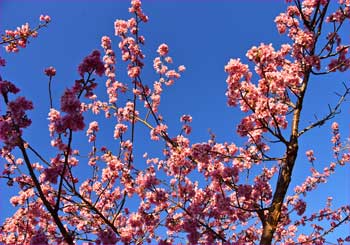 河津桜