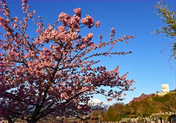 河津桜公園