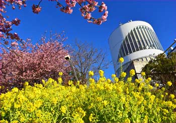 河津桜会場