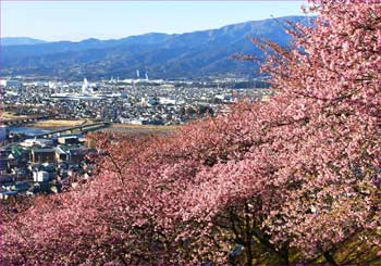 河津桜