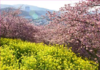 菜の花と