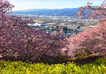 松田河津桜