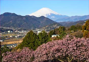 富士山