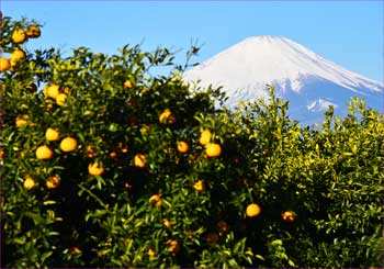 ミカン山