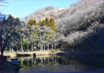 公園の池