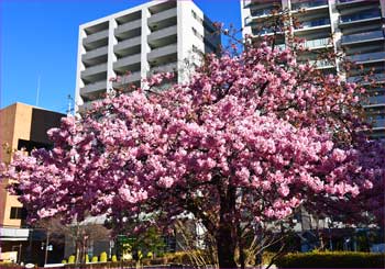 河津桜