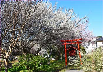 神社に梅