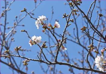 桜咲く