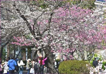 不忍池の桜