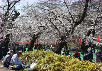 桜まつり