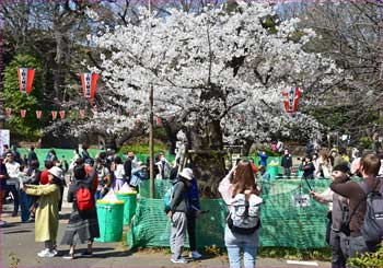 花見で