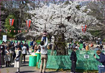 上野桜