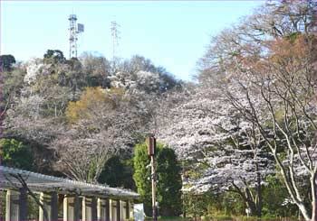 新林の桜