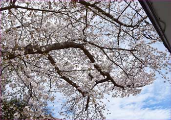 白山宮桜