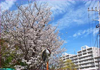 藤が岡の桜