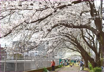 境川の桜