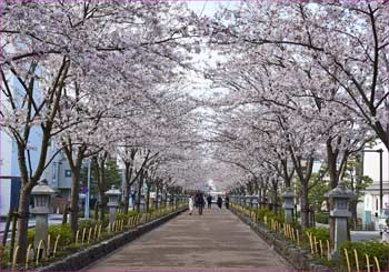 桜道