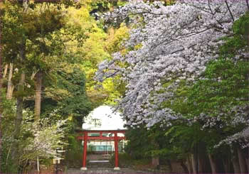 参道の桜