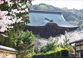 建長寺の春