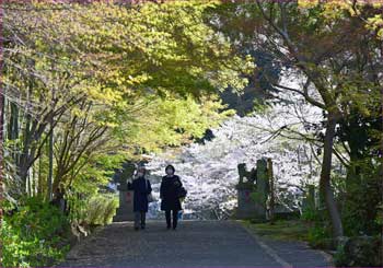 半僧坊への春道