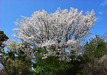 桜が