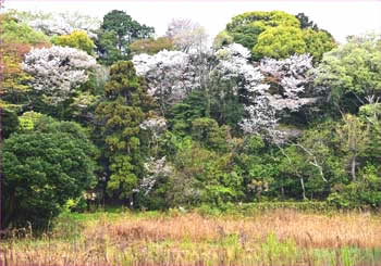 川名の春