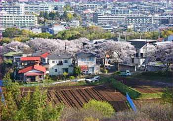 花道