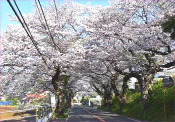 桜並木