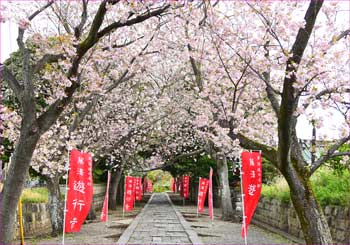 八重桜